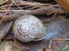 Sauroconcha corneovirens