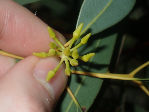Image of Eucalyptus opimiflora by (c) Thomas Mesaglio, some rights reserved (CC BY)