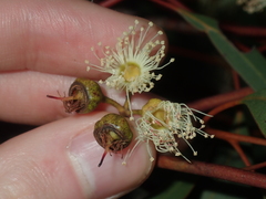 Eucalyptus opimiflora