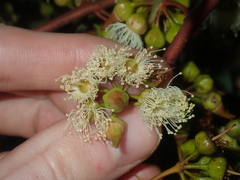 Eucalyptus opimiflora