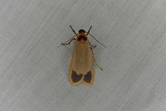 Brunia dorsalis