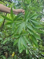 Machilus chekiangensis