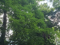 Machilus chekiangensis