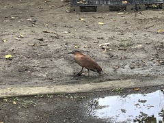 Gorsachius melanolophus