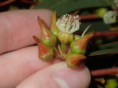 Eucalyptus opimiflora