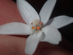 Drosera prophylla