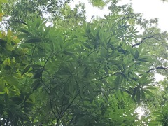 Machilus chekiangensis