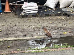 Gorsachius melanolophus