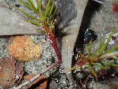 Drosera prophylla