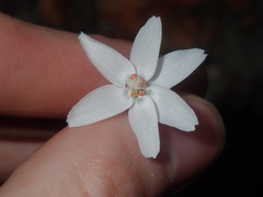 Drosera prophylla