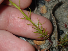 Drosera prophylla