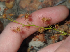 Drosera prophylla