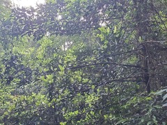 Garcinia oblongifolia