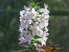 Epacris purpurascens