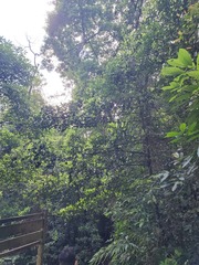 Garcinia oblongifolia