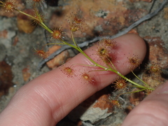 Drosera prophylla