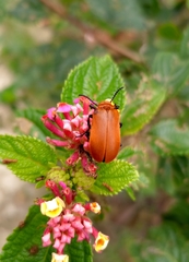 Tetraonyx frontalis