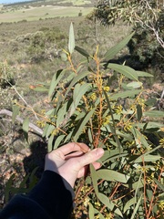 Eucalyptus opimiflora