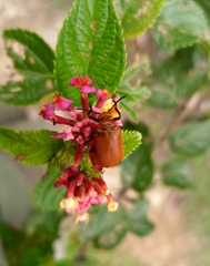 Tetraonyx frontalis