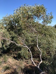 Eucalyptus opimiflora