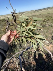 Eucalyptus opimiflora