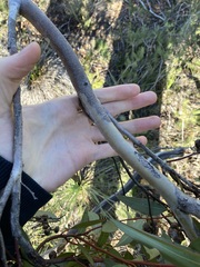 Eucalyptus opimiflora