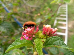 Tetraonyx frontalis