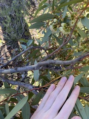 Eucalyptus opimiflora