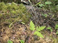 Osmorhiza depauperata