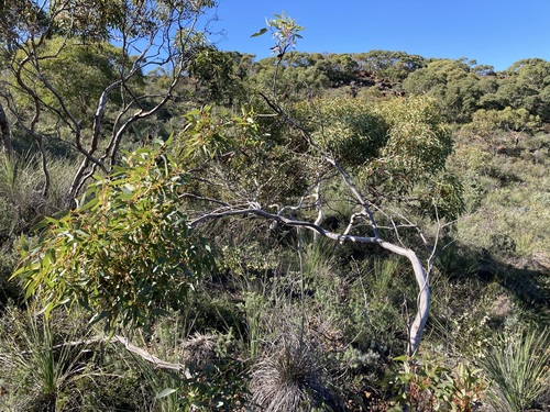 Image of Eucalyptus opimiflora by (c) Thomas Mesaglio, some rights reserved (CC BY)