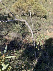 Eucalyptus opimiflora