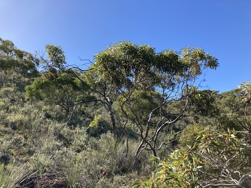 Image of Eucalyptus opimiflora by (c) Thomas Mesaglio, some rights reserved (CC BY)