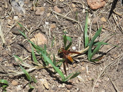 Polistes kaibabensis