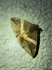 Bastilla fulvotaenia