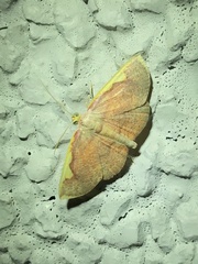 Nothomiza flavicosta