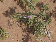 Lycium brevipes hassei