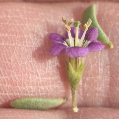 Lycium brevipes hassei