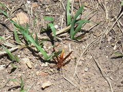 Polistes kaibabensis
