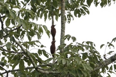 Micropternus brachyurus