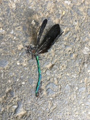 Atrocalopteryx atrata