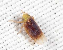 Polyamia apicata