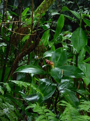 Costus spiralis