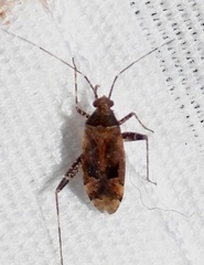 Phytocoris eximius