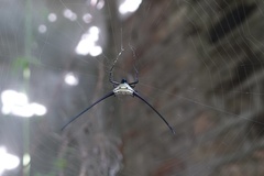 Macracantha arcuata