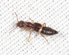 Rugilus