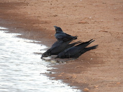 Corvus bennetti