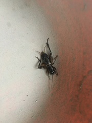 Teleogryllus emma
