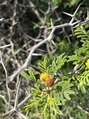 Vachellia tortuosa