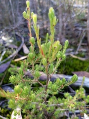 Darwinia