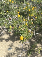 Vachellia tortuosa
